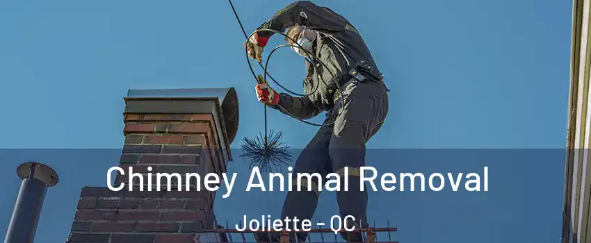  Chimney Animal Removal Joliette - QC
