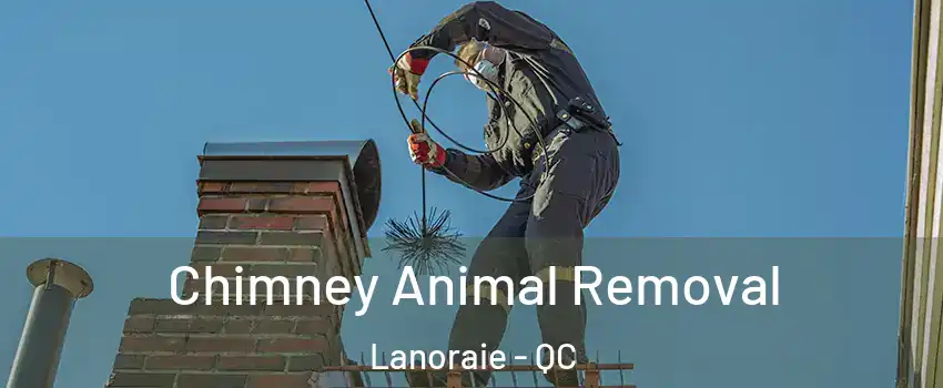Chimney Animal Removal Lanoraie - QC