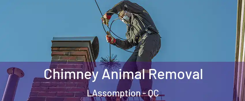 Chimney Animal Removal LAssomption - QC