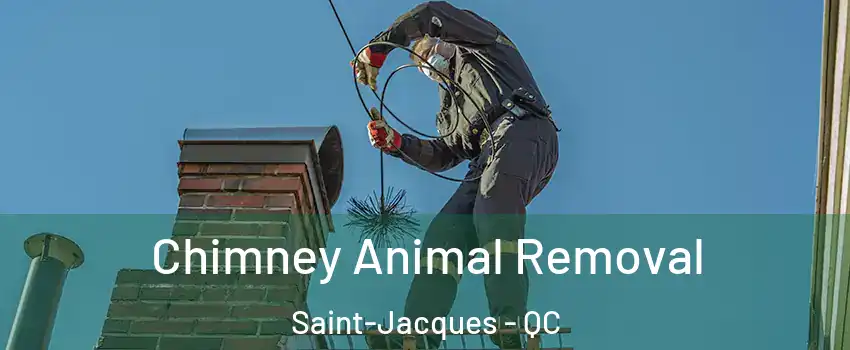 Chimney Animal Removal Saint-Jacques - QC