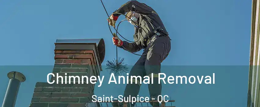 Chimney Animal Removal Saint-Sulpice - QC