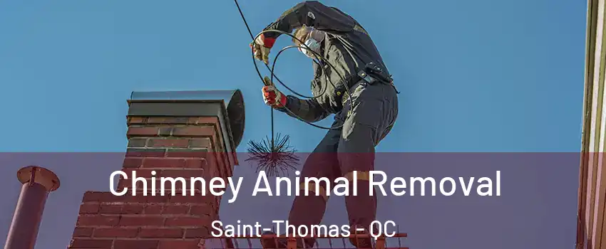 Chimney Animal Removal Saint-Thomas - QC